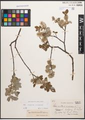 Foto von Salix caprea L. x Salix repens L.